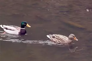 8923 Carroll Manor Dr, Atlanta, GA 30350 - Photo 30