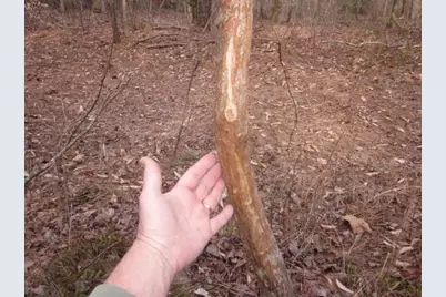 0 Sparks Way, Talking Rock, GA 30175 - Photo 20