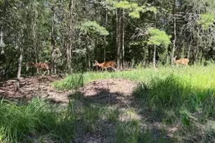 55 Elmwood Cir, Ellijay, GA 30540 - Photo 24