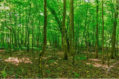 5.31 Tom Bell Odom Road, Dahlonega, GA 30533 - Photo 10