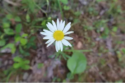 0 Parksbrook Road A, Ellijay, GA 30540 - Photo 4