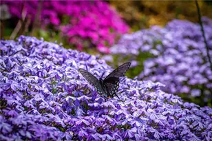 18 Shady Grove Ln, Blue Ridge, GA 30513 - Photo 2