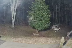 11 Nashport Ln, Dawsonville, GA 30534 - Photo 44