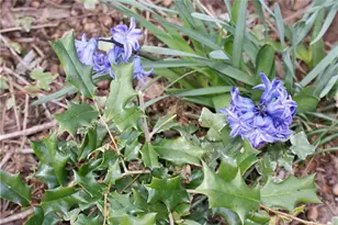 1146 Lakeshore Dr, Gainesville, GA 30501 - Photo 50