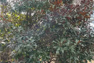 175 Loblolly Ln, Blairsville, GA 30512 - Photo 16