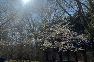 175 Loblolly Ln, Blairsville, GA 30512 - Photo 60