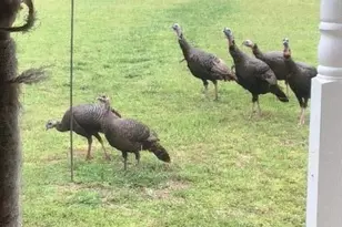 265 Evans Dr, Buchanan, GA 30113 - Photo 120