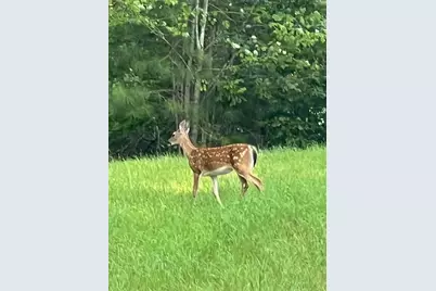 265 Evans Drive, Buchanan, GA 30113 - Photo 110