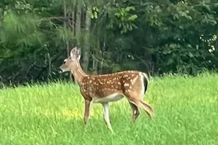 265 Evans Dr, Buchanan, GA 30113 - Photo 116