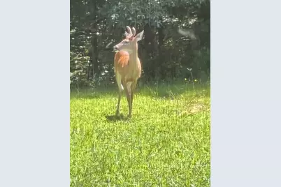 265 Evans Drive, Buchanan, GA 30113 - Photo 108