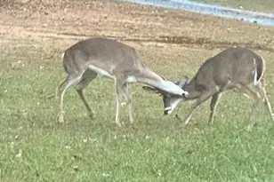 265 Evans Dr, Buchanan, GA 30113 - Photo 118