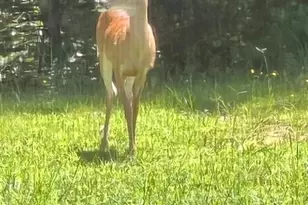 265 Evans Dr, Buchanan, GA 30113 - Photo 114