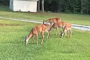 265 Evans Dr, Buchanan, GA 30113 - Photo 122