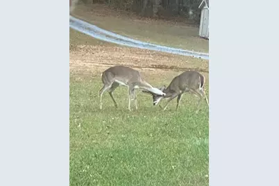 265 Evans Drive, Buchanan, GA 30113 - Photo 112