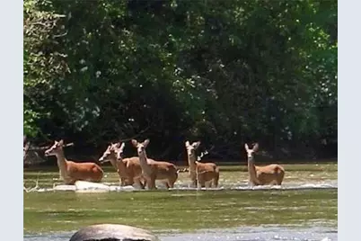 89 Tara Drive, Ellijay, GA 30540 - Photo 36