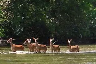 89 Tara Dr, Ellijay, GA 30540 - Photo 36