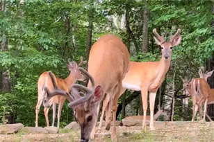 89 Tara Dr, Ellijay, GA 30540 - Photo 34