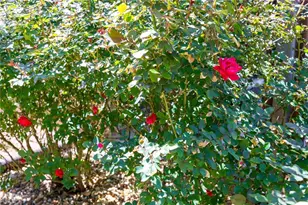 4095 Sophy Dr, Powder Springs, GA 30127 - Photo 54