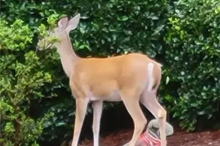 7270 Flowery Branch Rd, Cumming, GA 30041 - Photo 62