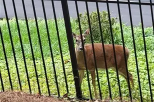 7270 Flowery Branch Rd, Cumming, GA 30041 - Photo 66