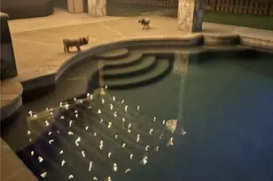 4548 Duncan Dr, Sugar Hill, GA 30518 - Photo 130