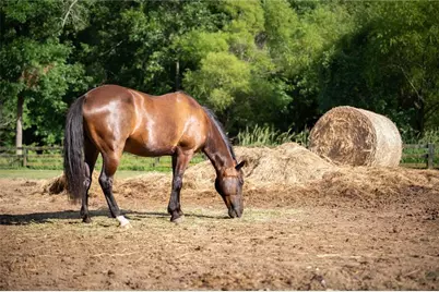 14103 Seabiscuit, Milton, GA 30004 - Photo 108