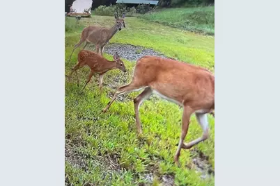 137 Blue Spruce Drive, Blairsville, GA 30512 - Photo 6