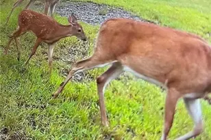 137 Blue Spruce Dr, Blairsville, GA 30512 - Photo 60