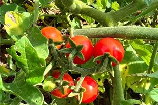 137 Blue Spruce Dr, Blairsville, GA 30512 - Photo 62