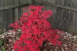 4046 Coosa Dr, Bonaire, GA 31005 - Photo 4