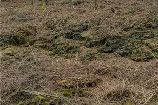 121 Indian Ln, Ellijay, GA 30540 - Photo 32