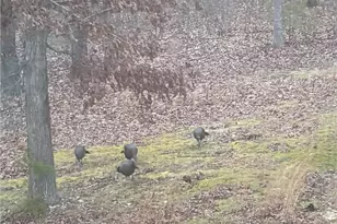 421 Dogwood Ln, Rising Fawn, GA 30738 - Photo 18