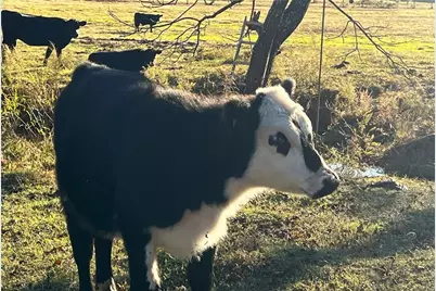 715 E Cochran Road SE, Ranger, GA 30734 - Photo 54