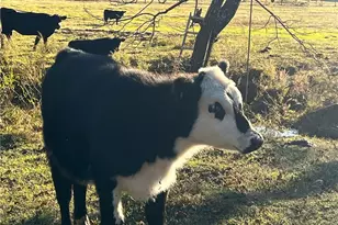 715 E Cochran Rd SE, Ranger, GA 30734 - Photo 54