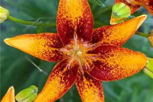 3420 Chattahoochee Rd, Cumming, GA 30041 - Photo 72