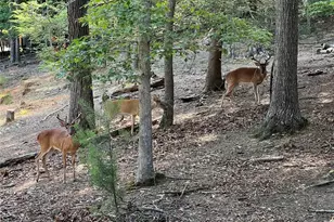 358 Garfield Dr, Ellijay, GA 30540 - Photo 52