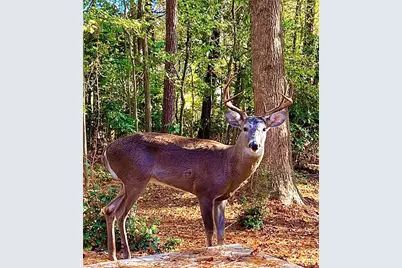 1265 Northshore Drive, Roswell, GA 30076 - Photo 62