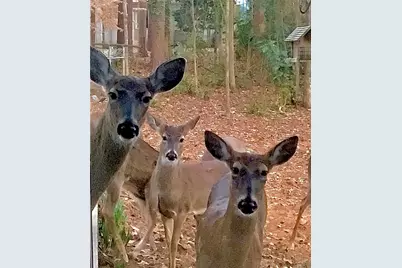 1265 Northshore Drive, Roswell, GA 30076 - Photo 64