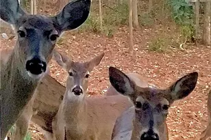 1265 Northshore Dr, Roswell, GA 30076 - Photo 64