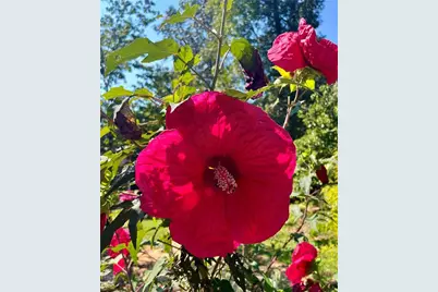 665 Island Shoals Road, Covington, GA 30016 - Photo 8