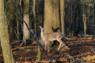 253 Zenith Trail, Ellijay, GA 30540 - Photo 36