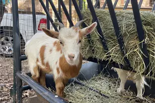 3809 Wieuca Rd NE, Atlanta, GA 30342 - Photo 58