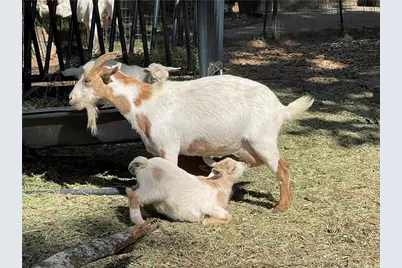 3809 Wieuca Road NE, Atlanta, GA 30342 - Photo 54