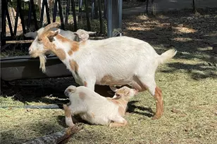 3809 Wieuca Rd NE, Atlanta, GA 30342 - Photo 54