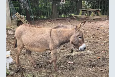 3809 Wieuca Road NE, Atlanta, GA 30342 - Photo 56