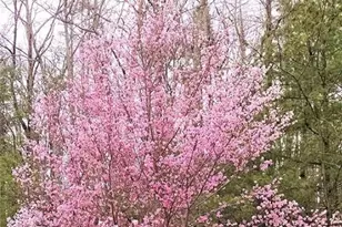 1399 Old Parker Pl Rd, Ellijay, GA 30536 - Photo 66