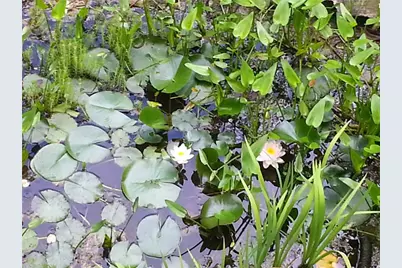 7451 Shady Glen Drive, Flowery Branch, GA 30542 - Photo 2