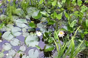 7451 Shady Glen Dr, Flowery Branch, GA 30542 - Photo 2