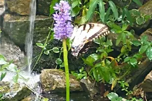 7451 Shady Glen Dr, Flowery Branch, GA 30542 - Photo 44