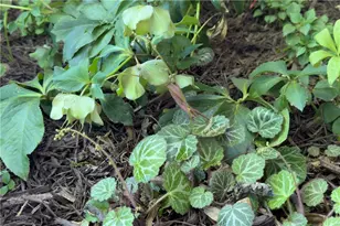 512 Williamsburg Dr, Dalton, GA 30720 - Photo 56